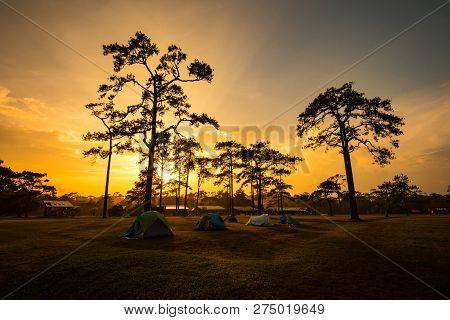 Tent areas on sunset silhouette tree / Colorful camping tent on grass green field on pine forest tree - landscape area camping tents in the wild with dramatic amazing sky at phu kradueng national park