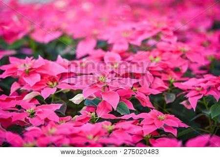 Pink flower garden / Poinsettia pink flowers blooming in the red garden - Poinsettia leaves pink and green or Christmas star flowers plant rare (Euphorbia pulcherrima) at Loei Phu Rua