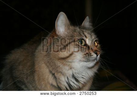 Katze Monya