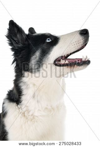 Yakutian Laika In Front Of White Background