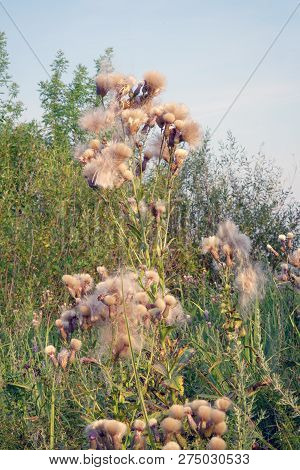 Flowers Saw-wort-serratula Coronata-after Flowering. Fluff On The Flowers Serratula Coronata