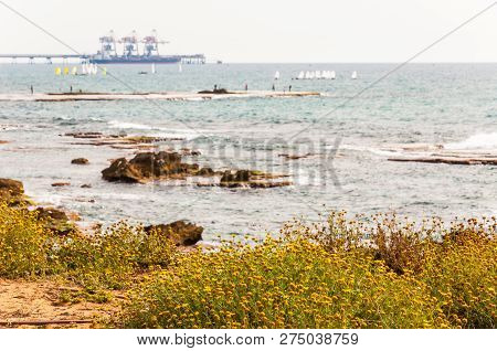 Caesarea, Israel - May 22, 2012: Blooming Yellow Grassy Flowers, Fishing Fishermen On Flat Stone, Ma