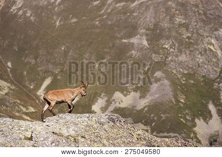 Horned Goat Male Alpine Capra Ibex On The High Rocks Stone In Dombay Mountains. North Caucasus. Russ