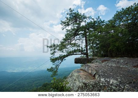 pine tree cliff Pha Lomsak at Phu Kradueng national park  Loei Thailand / landscape landmark of Kradueng