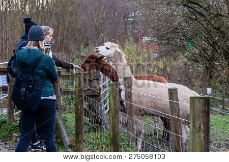 A Group Of Tourists Enjoying Feeding The Animals, Girls On The Urban Farm Feading Llama Alpaca And M