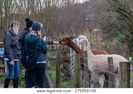 A Group Of Tourists Enjoying Feeding The Animals, Girls On The Urban Farm Feading Llama Alpaca And M