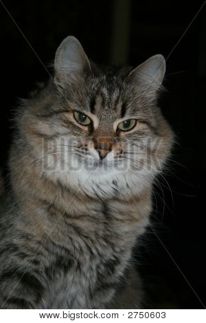 Katze Monya