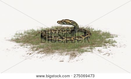Python Snake In Green Grass - Isolated On White Background - 3d Illustration