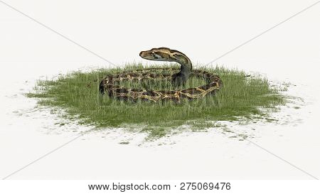 Python Snake In Green Grass - Isolated On White Background - 3d Illustration