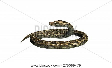 Python Snake - Isolated On White Background - 3d Illustration