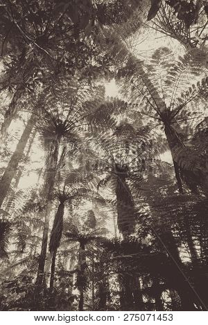 Giant Sequoia And Ferns In Whakarewarewa Redwood Forest, Rotorua, New Zealand