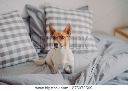Jack Russel Terrier Dog Poses In Comfortable Bed, Looks At Owner, Enjoys Rest In Bedroom. Pedigree A