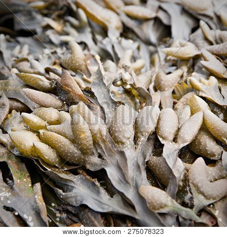 Bladder Wrack, Fucus Vesiculosus A Sea Algae From The Atlantic Ocean. Galicia Spain