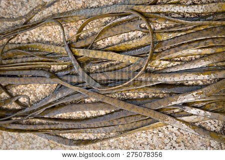 Thongweed, Sea Thong, Himanthalia Elongata On Sea Rock. Edible Seaweed. Close Up. Atlantic Ocean Coa