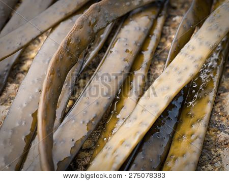 Thongweed, Sea Thong, Himanthalia Elongata On Sea Rock. Edible Seaweed. Close Up. Atlantic Ocean Coa