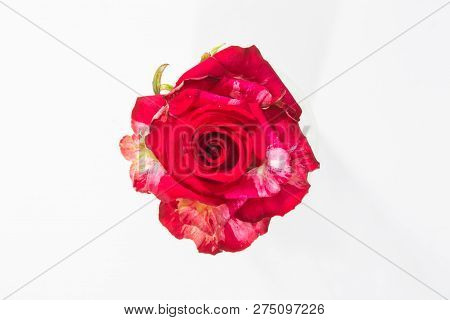 One Tiger Striped Red Rose Close-up, Bud View From All Macro On White Isolate Background