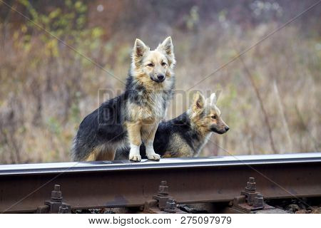 Two Stray Sabakas Near The Railroad Tracks