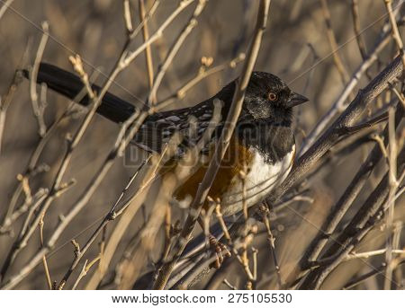 A Male Spotted Towhee Rests In The Leafless Brush Of A Colorado Woodland While Peering At The Photog
