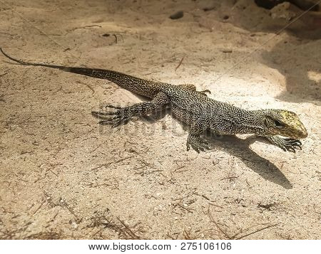 Portrait Of Live Monitor Lizard, Varan In Yello Sand Ground, Thailand