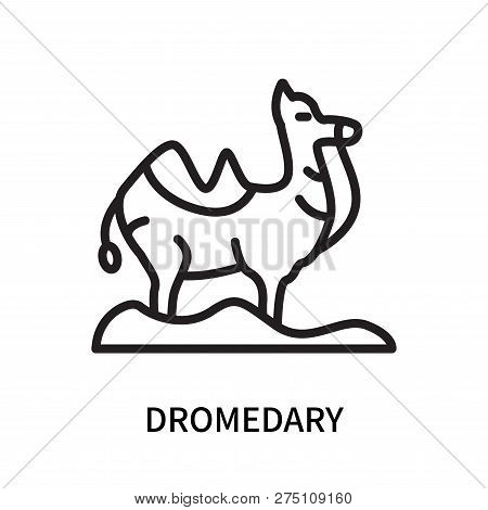 Dromedary Icon Isolated On White Background. Dromedary Icon Simple Sign. Dromedary Icon Trendy And M