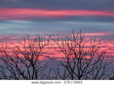 Leafless Tree Branches Are Silhouetted By A Dramatic Colorful Sunset Sky.