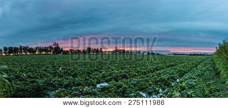 Strawberry Fields In Panormaic View As Dawn Breaks Behind Overcast Clouds In The Morning Sky.