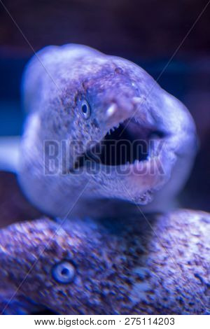 underwater photography of a fish swimming in freshwater aquarium