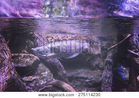 underwater photography of a fish swimming in freshwater aquarium