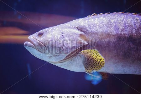 underwater photography of a fish swimming in freshwater aquarium