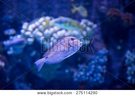 underwater photography of a fish swimming in freshwater aquarium