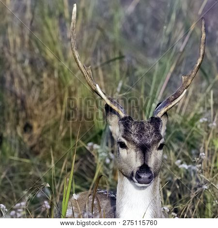 Portrait Of Young Male Chital Or Cheetal (axis Axis), Also Known As Spotted Deer Or Axis Deer - Jim 
