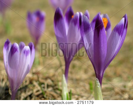 Crocus