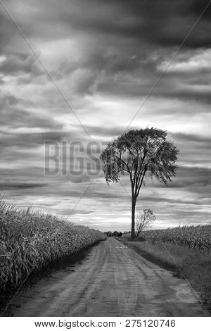 Dirt road in a corn field leading to a lonely tree during autumn season in black and white