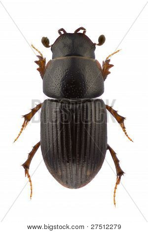 Esymus Pusillus