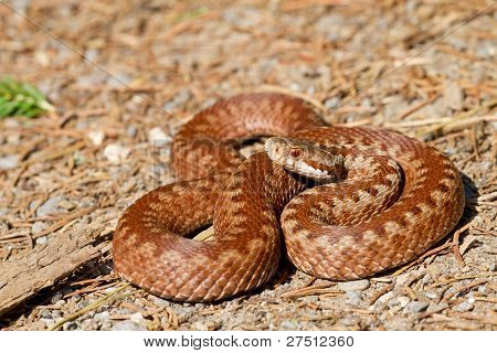 Vipera Berus