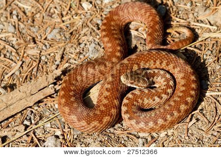 Vipera Berus