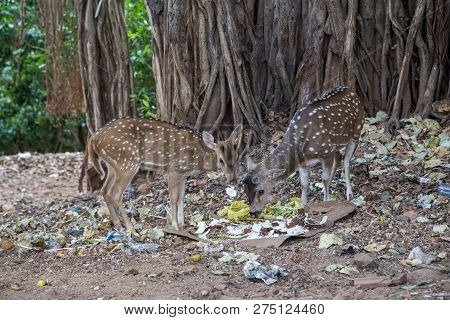Trincomalee, Sri Lanka - August 23, 2018: Two Deer Eating Garbage Inside Fort Fredrick
