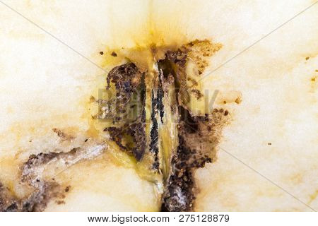 Close Up Boring Trace Of A Codling Moth Cydia Pomonella, In A Half Middle Wormy Apple. Scab, Oidium,