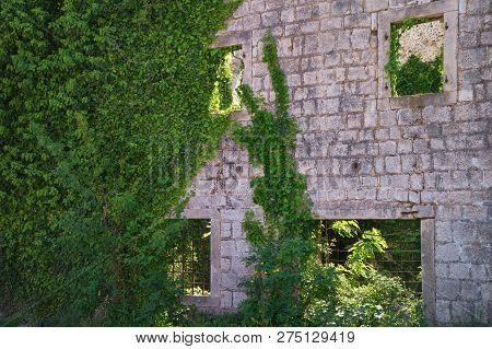 Wall Of Old Ruined Building Overgrown With Green Ivy. Montenegro, Risan Town
