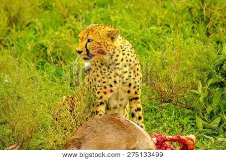 Cheetah Male Standing With Bloody Face After Eating At Young Gnu Or Wildebeest In Green Grass Vegeta
