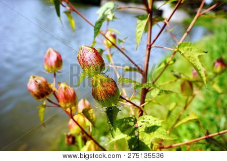 Flowers Transform Into Seed Pods On Halberd-leaved Rose Mallow Plants (hibiscus Laevis) Next To A Sm