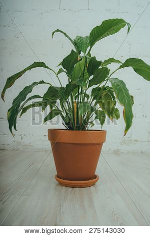 Fugus In The Pot, Standing On The Floor In The White Room. Green Flower On Brick Wall Background