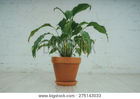 Fugus In The Pot, Standing On The Floor In The White Room. Green Flower On Brick Wall Background