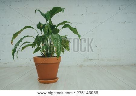 Fugus In The Pot, Standing On The Floor In The White Room. Green Flower On Brick Wall Background