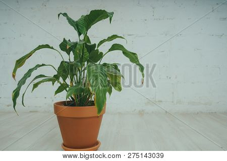 Fugus In The Pot, Standing On The Floor In The White Room. Green Flower On Brick Wall Background