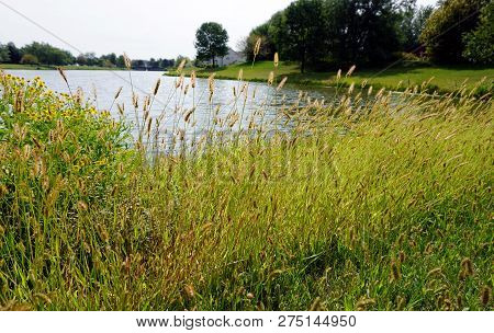 Yellow Foxtail (setaria Pumila), Also Known As Yellow Bristle-grass, Pigeon Grass, And Cattail Grass