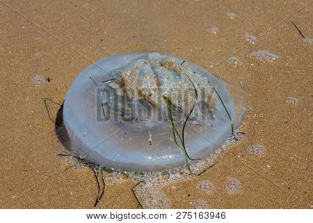 Jellyfish At The Beach. It Has Vermicular Filaments With Venomous Stinging Cells That Cause Painful 