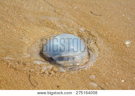 Jellyfish At The Beach. It Has Vermicular Filaments With Venomous Stinging Cells That Cause Painful 