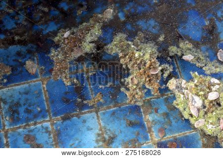 Waste Water Rotten, The Water Is Rotten In The Pool With Moss And Dry Leaves Dirty Water, Water Rott