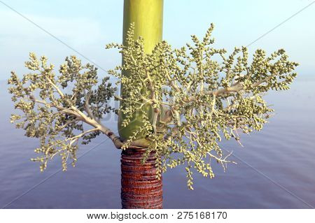 Betel Nut Flower, Areca Palm Botanic Flower Green, Areca Nut Or Betel Nut Flower Nature Bio Diversit